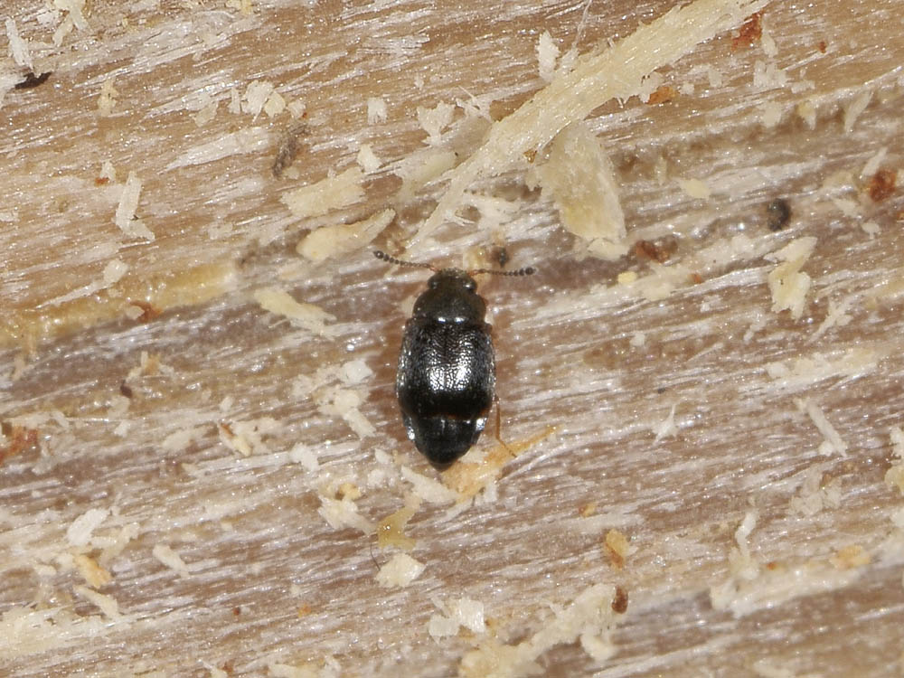 Proteinus sp., Staphylinidae